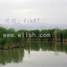 赸