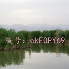 ʨ